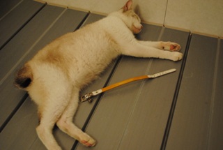 迷子猫のお友だち ダヤン首輪くん編。_a0143140_2295769.jpg