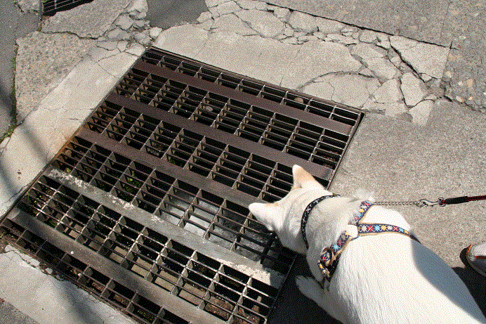 d0204043_0462690.gif