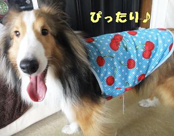 涼しく過ごす(その1)・・・引越し先探検♪_e0195743_2264614.jpg