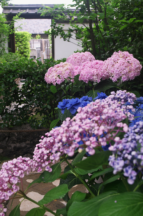 花咲くお庭（退蔵院）_f0155048_21524939.jpg