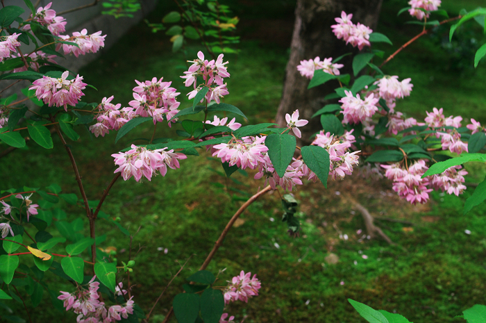 花咲くお庭（退蔵院）_f0155048_215252100.jpg