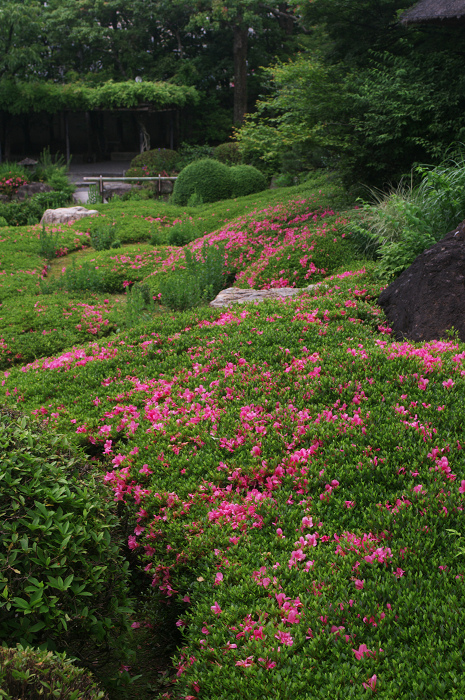 花咲くお庭（退蔵院）_f0155048_21531733.jpg