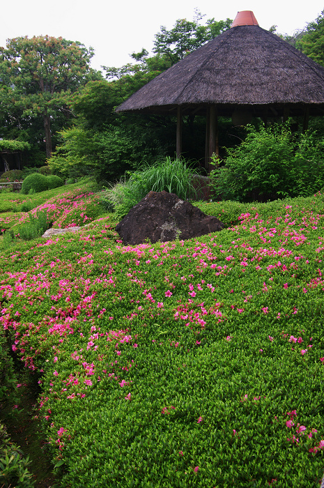 花咲くお庭（退蔵院）_f0155048_21532277.jpg