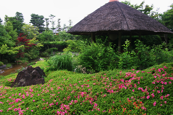 花咲くお庭（退蔵院）_f0155048_21533415.jpg