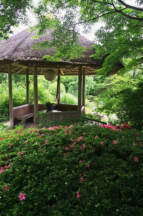 花咲くお庭(退蔵院)_f0155048_215350100.jpg