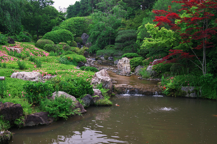 花咲くお庭（退蔵院）_f0155048_21535248.jpg