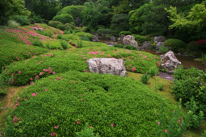 花咲くお庭（退蔵院）_f0155048_21535538.jpg