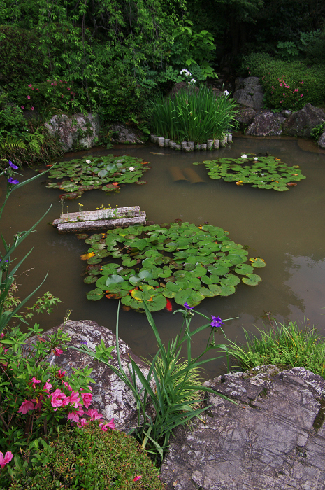 花咲くお庭（退蔵院）_f0155048_2154102.jpg