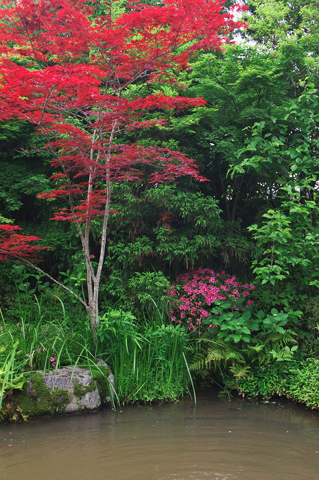 花咲くお庭（退蔵院）_f0155048_21541745.jpg