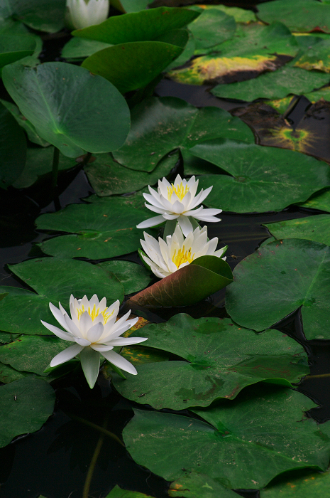 花咲くお庭（退蔵院）_f0155048_21544183.jpg