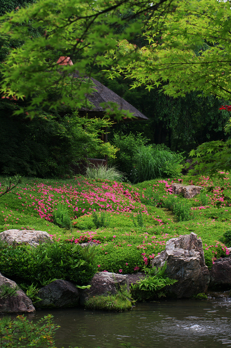 花咲くお庭（退蔵院）_f0155048_21552415.jpg