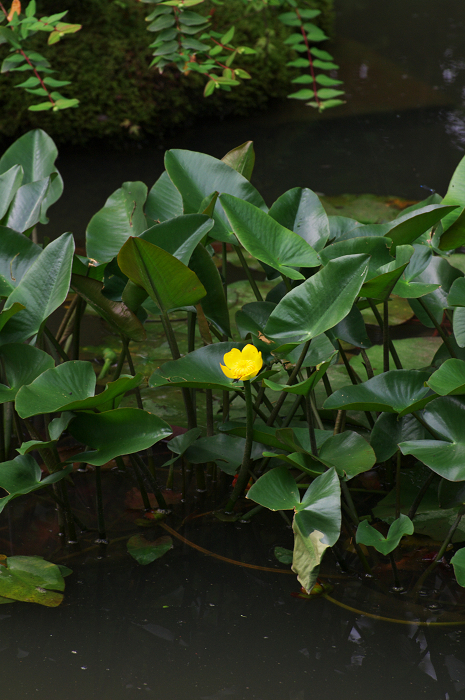 花咲くお庭(退蔵院)_f0155048_2155932.jpg