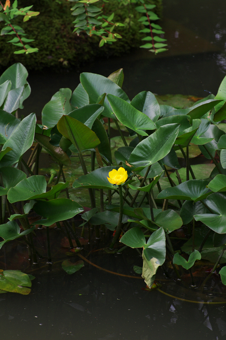 花咲くお庭（退蔵院）_f0155048_2155932.jpg