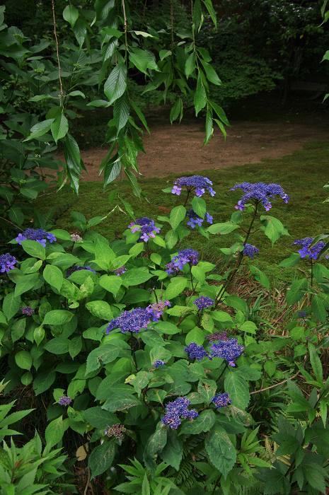 花咲くお庭（退蔵院）_f0155048_21563020.jpg