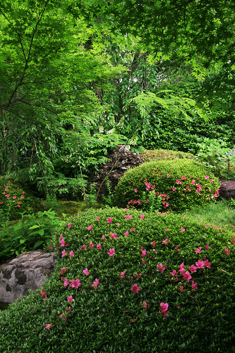 花咲くお庭（退蔵院）_f0155048_21573497.jpg