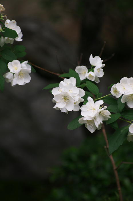 花咲くお庭（退蔵院）_f0155048_21575715.jpg