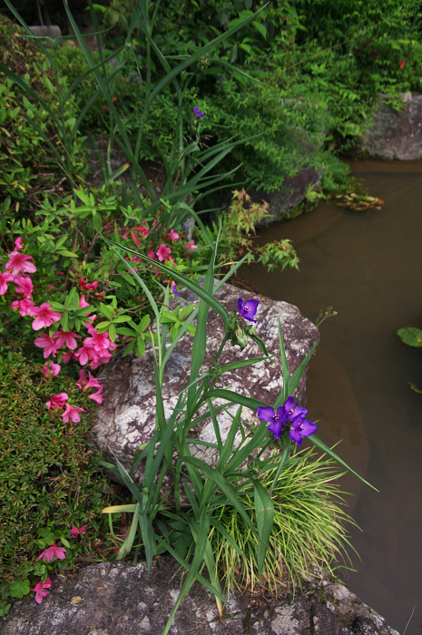 花咲くお庭（退蔵院）_f0155048_2157914.jpg