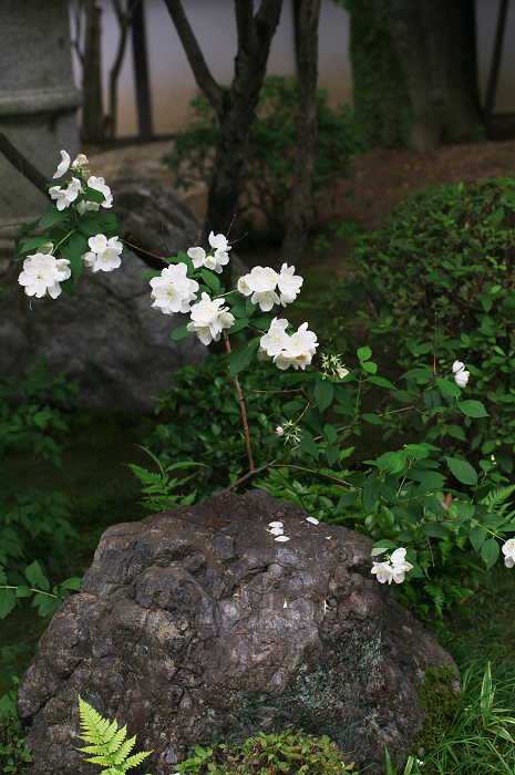 花咲くお庭（退蔵院）_f0155048_2158688.jpg