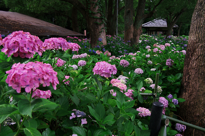 アジサイの藤森神社_f0155048_2333433.jpg