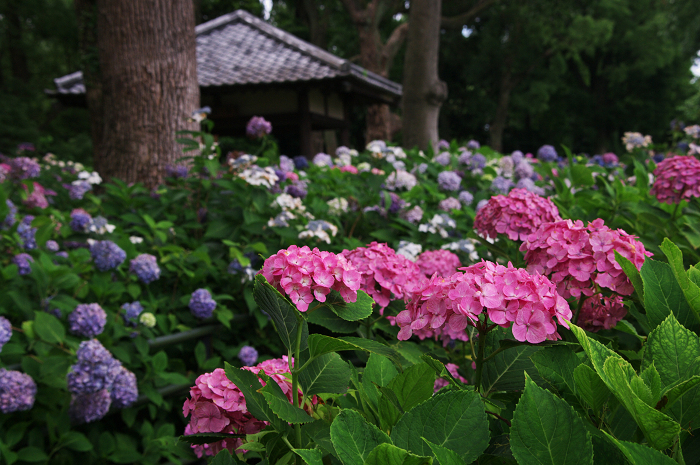アジサイの藤森神社_f0155048_23335076.jpg