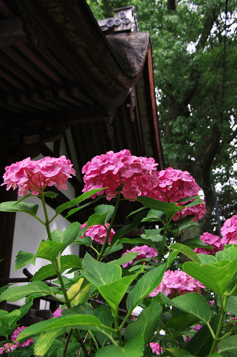 アジサイの藤森神社_f0155048_23342892.jpg