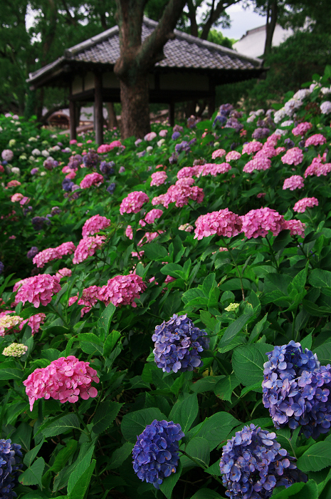 アジサイの藤森神社_f0155048_2334362.jpg