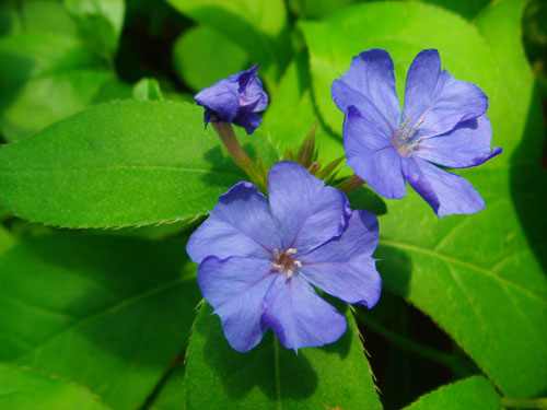 ケントベル カンパニュラ メイパープルマーデン ペンタス 浜名湖花図鑑 きっこの花メモリー ケントベル カンパニュラ メイパープルマーデン ペンタス 浜名湖花図鑑 きっこの花メモリー