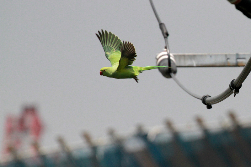 東京砂漠をバックに飛ぶインコ_b0156655_17104517.jpg