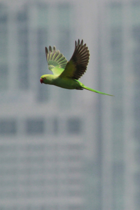 東京砂漠をバックに飛ぶインコ_b0156655_17112190.jpg