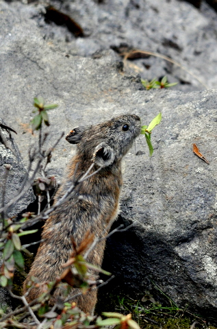 7ヶ月ぶりのナキウサギ。_b0165760_17513293.jpg