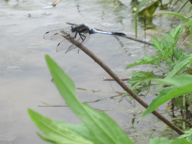 e0181260_205751.jpg