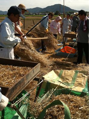 作業の名は、菜種もみ（！）_a0203961_14412440.jpg