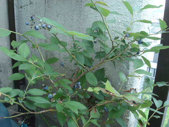 土曜日の朝: Saturday morning_a0186568_8495631.jpg
