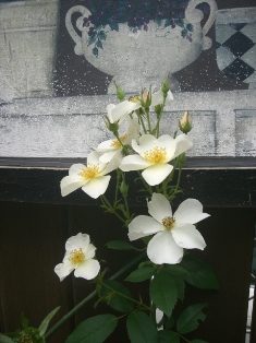 a0053480_1044776.jpg