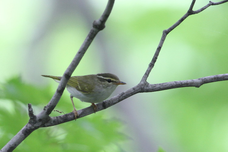 北海道4日目　その1　アカゲラ他_c0097781_10383061.jpg