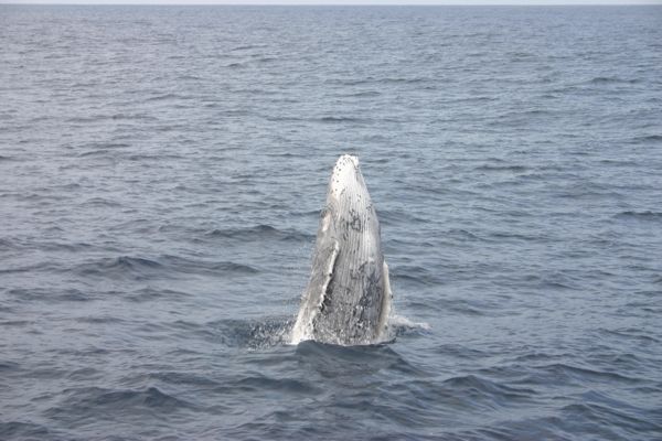 小笠原諸島　海　クジラ_f0166084_12255142.jpg