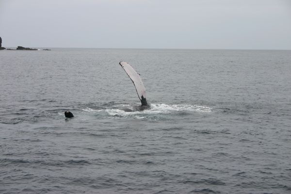 小笠原諸島　海　クジラ_f0166084_12271799.jpg