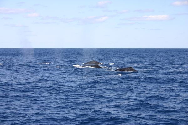 小笠原諸島　海　クジラ_f0166084_12274925.jpg