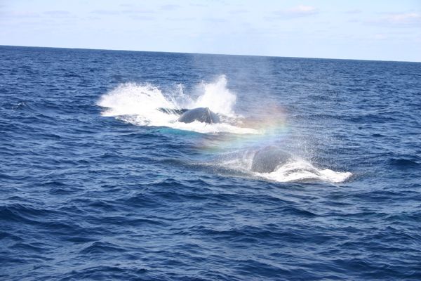 小笠原諸島　海　クジラ_f0166084_13181590.jpg