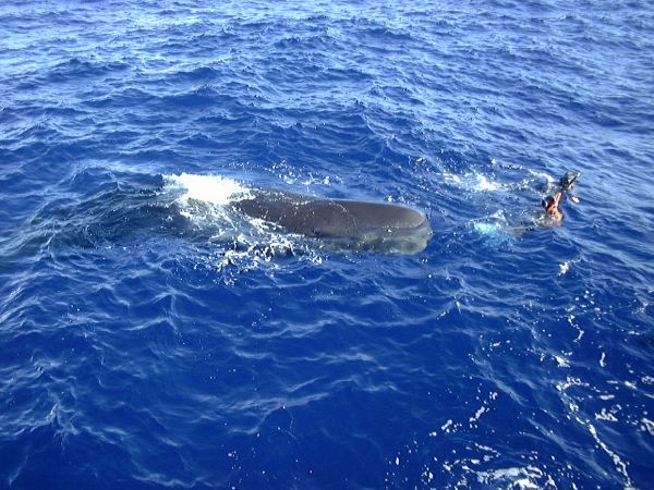 小笠原諸島　海　クジラ_f0166084_13333157.jpg