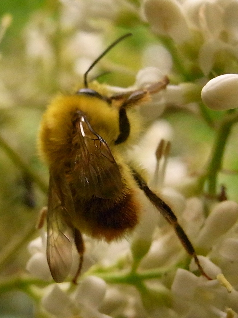 コマルハナバチ 写ればおっけー コンデジで虫写真