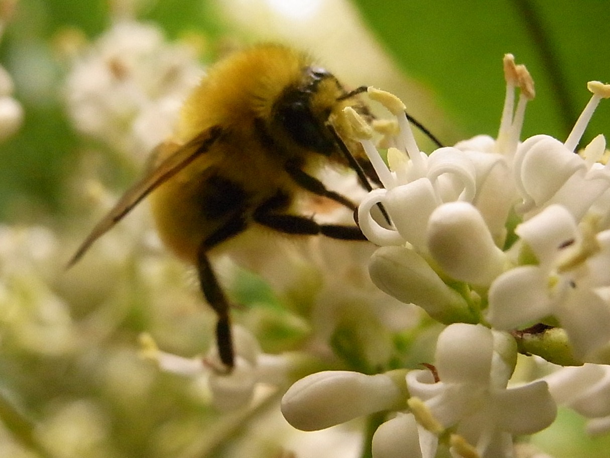 コマルハナバチ 写ればおっけー コンデジで虫写真