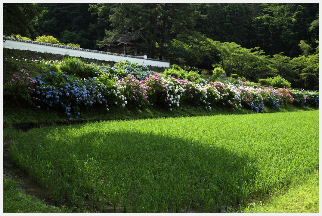 松平郷園地にて　その1_e0207391_19215942.jpg