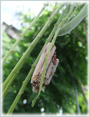 素朴な保存食_f0215591_823777.jpg