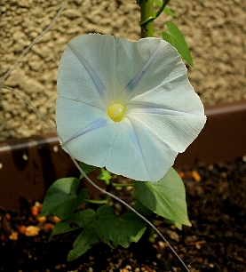 d0004393_13143817.jpg