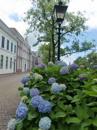 strolling through the streets　of　hydrangea_f0126994_9465514.jpg