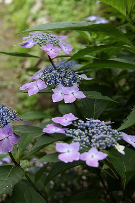 六甲山森林植物園のあじさい_a0123003_8184153.jpg