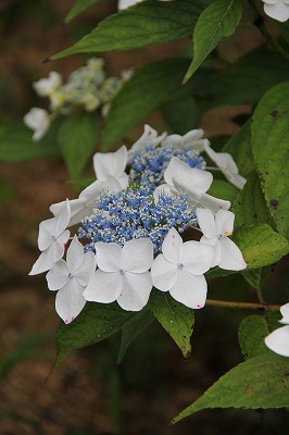 六甲山森林植物園のあじさい_a0123003_8185429.jpg