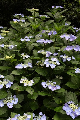 六甲山森林植物園のあじさい_a0123003_8251041.jpg