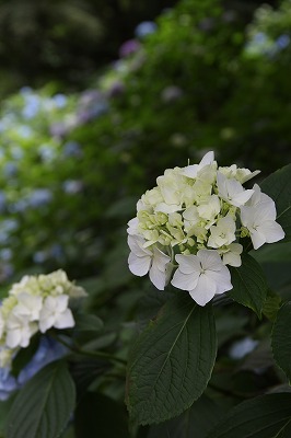 六甲山森林植物園のあじさい_a0123003_8274189.jpg